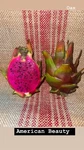 New Grower Beginner Started Dragon Fruit Cuttings 5 Pack!. Fixed Price $49.99.